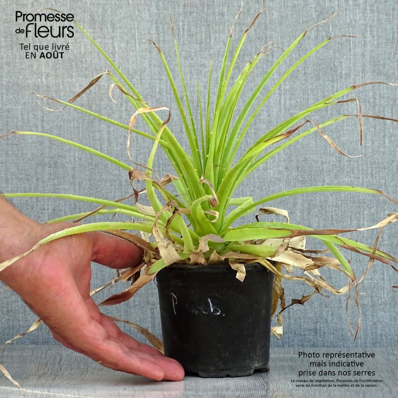 Exemplaar van Puya weberbaueri - Chagual Pot van 3 l/4 l zoals geleverd in de zomer