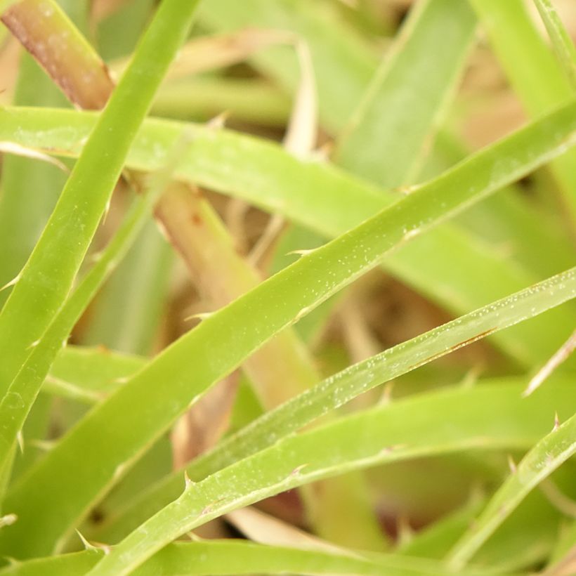 Puya weberbaueri - Chagual (Blad)