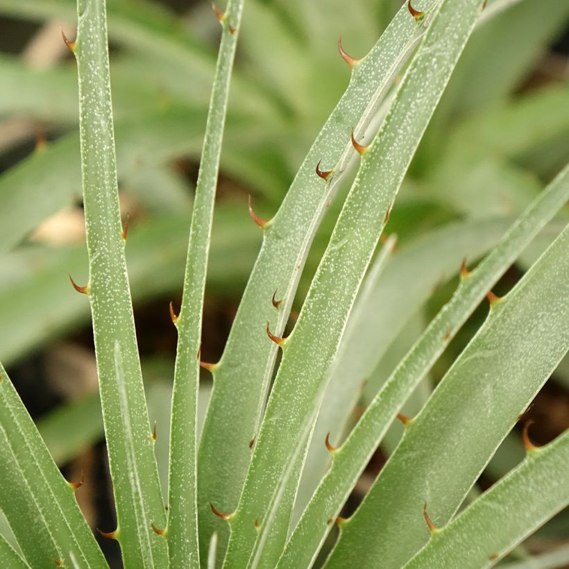 Puya weberiana - Chagual (Blad)
