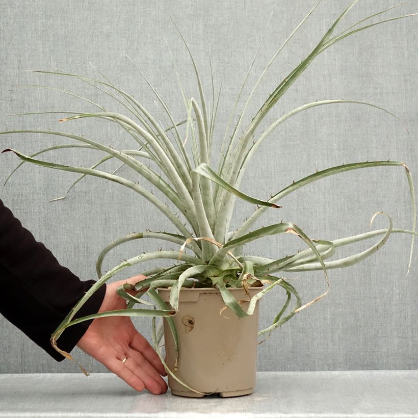 Exemplaar van Puya weberiana - Chagual Pot van 3 l/4 l zoals geleverd in de herfst