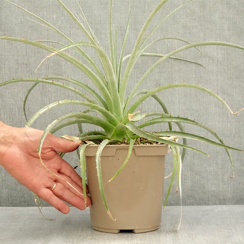 Exemplaar van Puya weberiana - Chagual Pot van 3 l/4 l zoals geleverd in de zomer