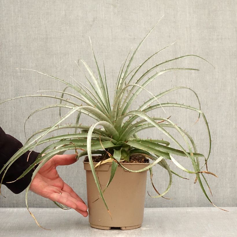 Exemplaar van Puya weberiana - Chagual Pot van 3 l/4 l zoals geleverd in de winter