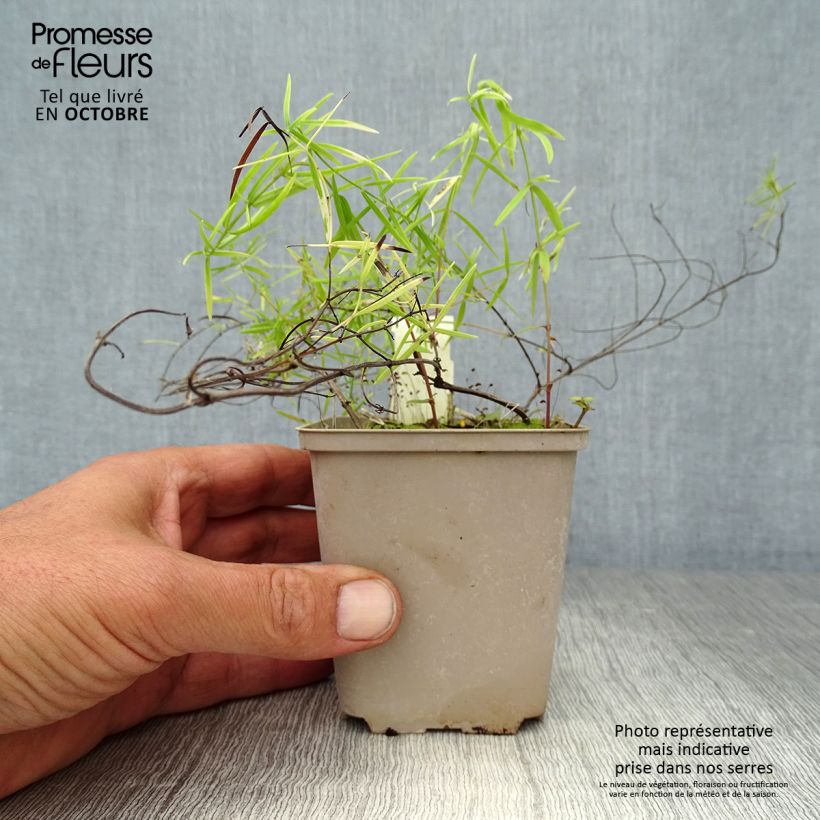 Exemplaar van Pycnanthemum flexuosum - Bergmunt Kweekpotje van 8/9 cm zoals geleverd in de herfst