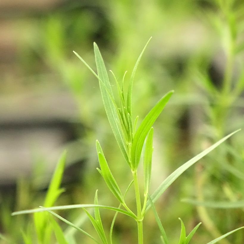 Pycnanthemum flexuosum - Bergmunt (Blad)