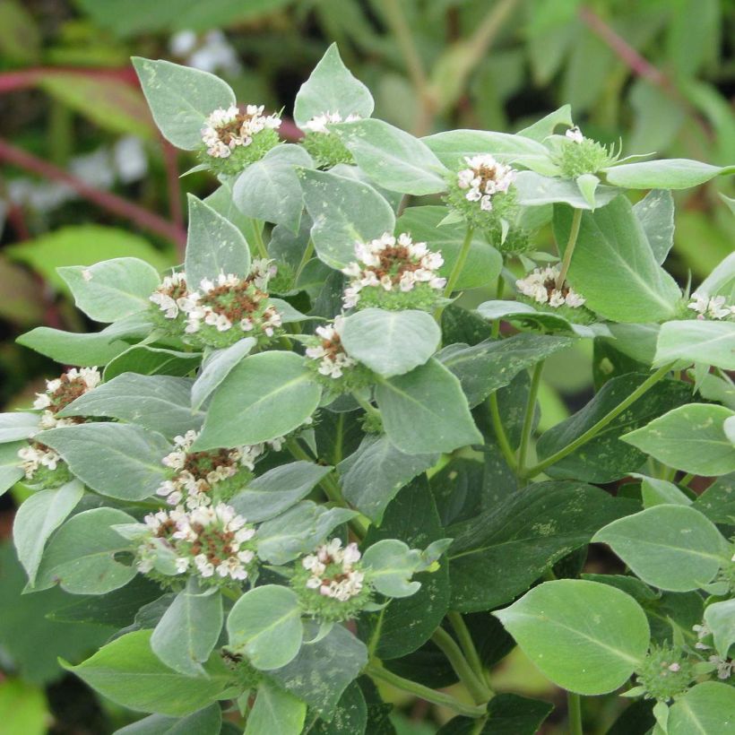 Pycnanthemum muticum - Bergmunt (Blad)