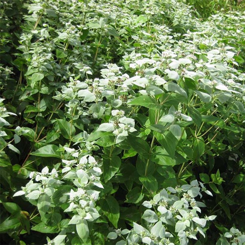 Pycnanthemum muticum - Bergmunt (Groeiplaats)