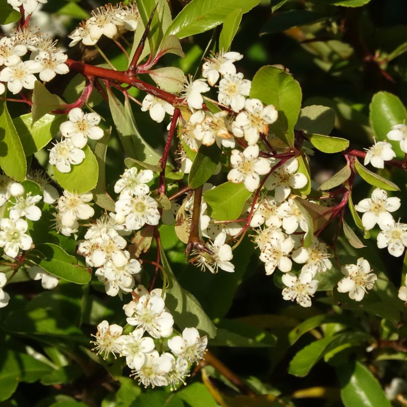 Pyracantha coccinea Orange Star - Vuurdoorn (Bloei)