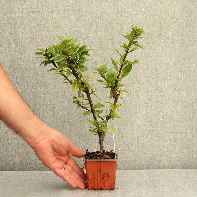 Exemplaar van Pyracantha coccinea Orange Star - Vuurdoorn Kweekpotje van 8/9 cm zoals geleverd in de zomer