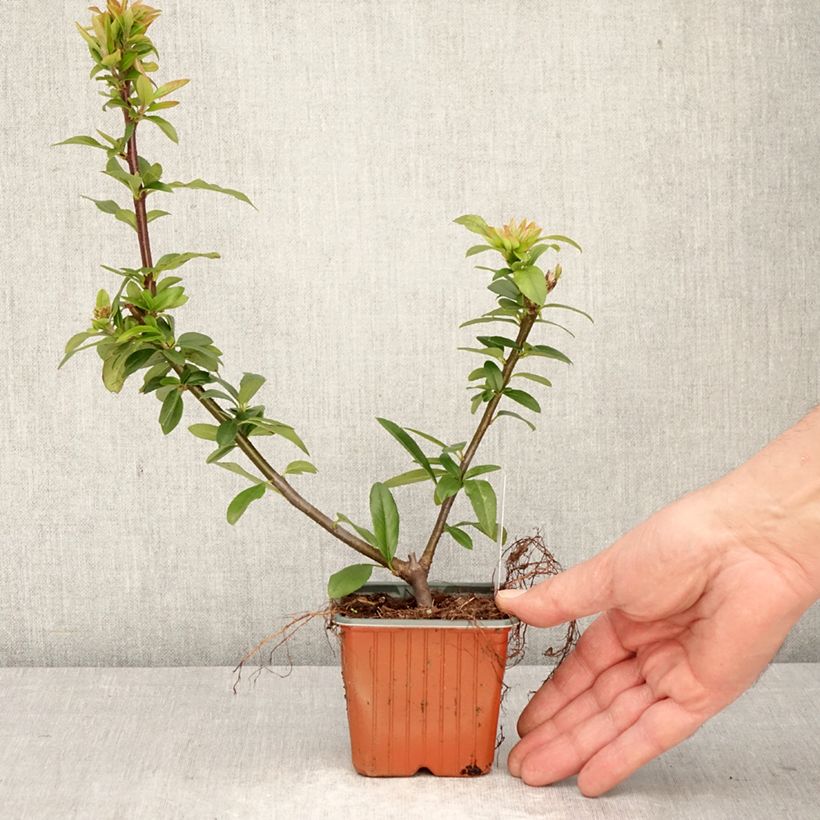 Exemplaar van Pyracantha coccinea Orange Star - Vuurdoorn Kweekpotje van 8/9 cm zoals geleverd in de lente