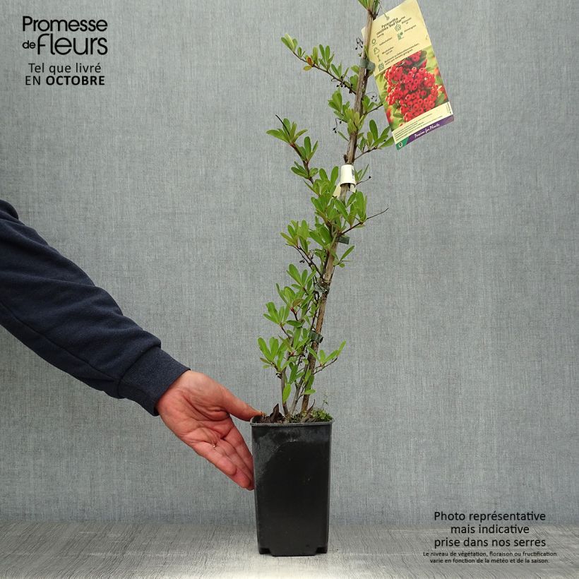 Exemplaar van Pyracantha coccinea Red Star - Vuurdoorn Pot van 2 l/3 l zoals geleverd in de herfst