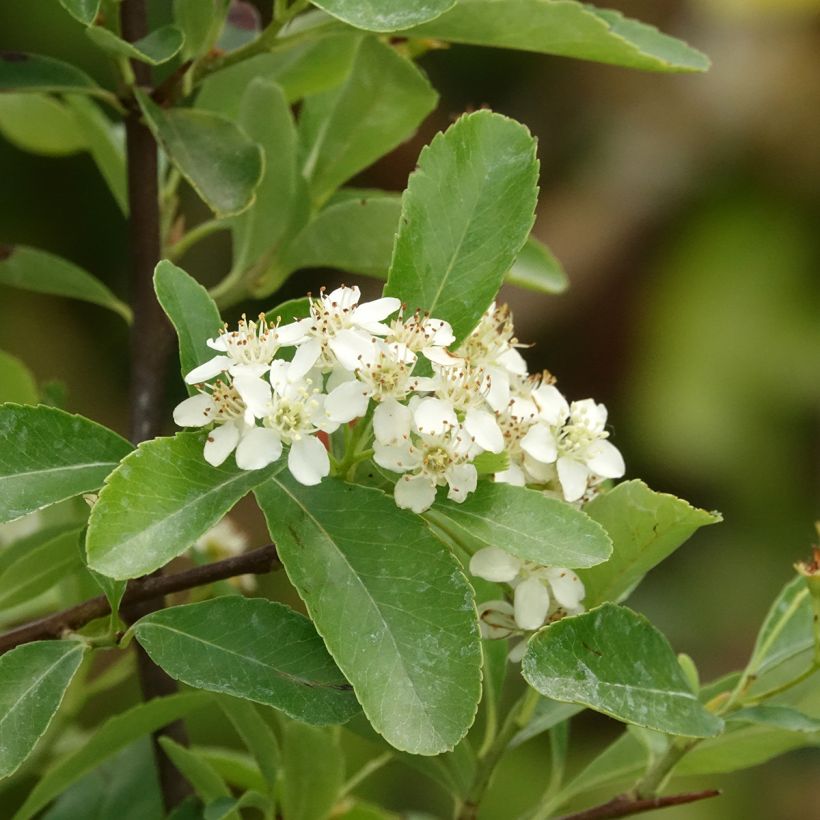 Pyracantha coccinea Saphyr Jaune - Vuurdoorn (Bloei)