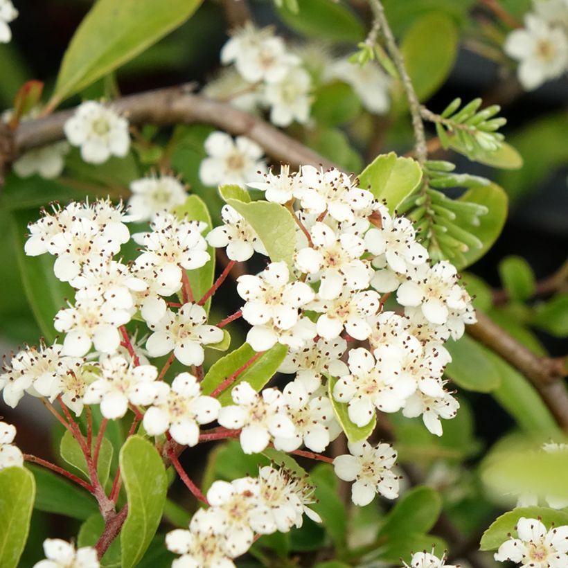 Pyracantha coccinea Sunny Star - Vuurdoorn (Bloei)