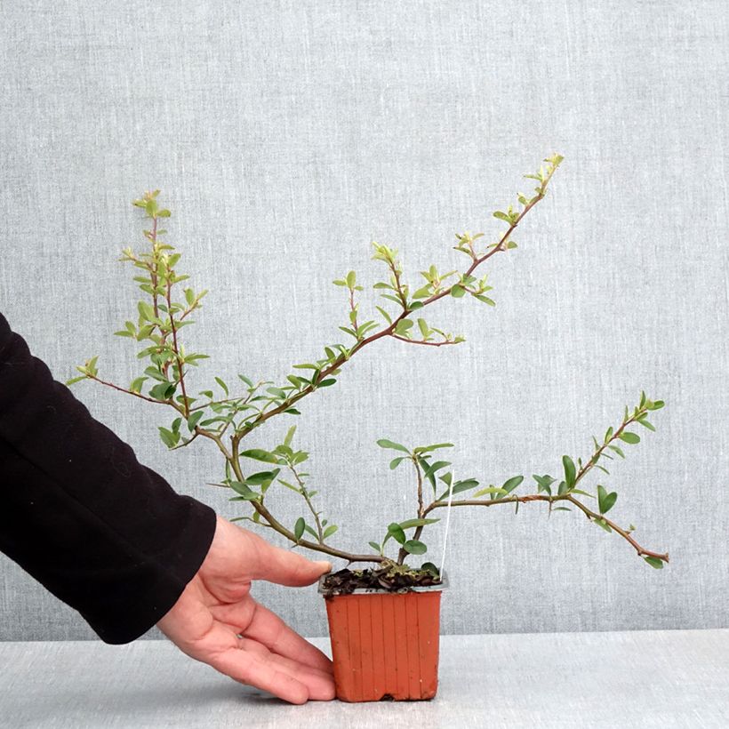 Exemplaar van Pyracantha coccinea Sunny Star - Vuurdoorn Kweekpotje van 8/9 cm zoals geleverd in de lente