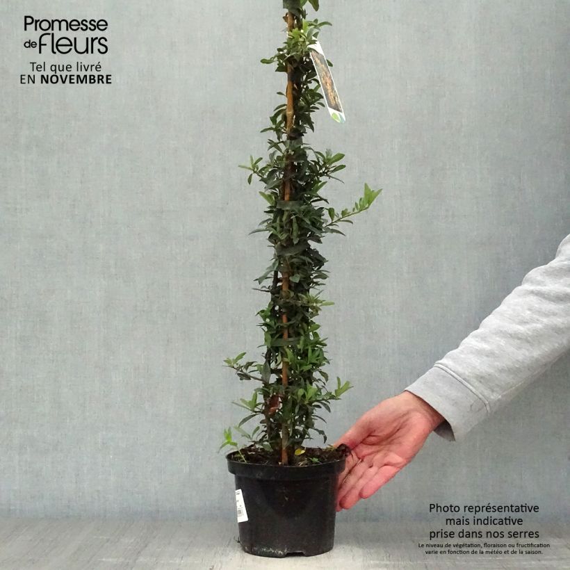 Exemplaar van Pyracantha Golden Charmer - Vuurdoorn Pot van 2 l/3 l zoals geleverd in de herfst