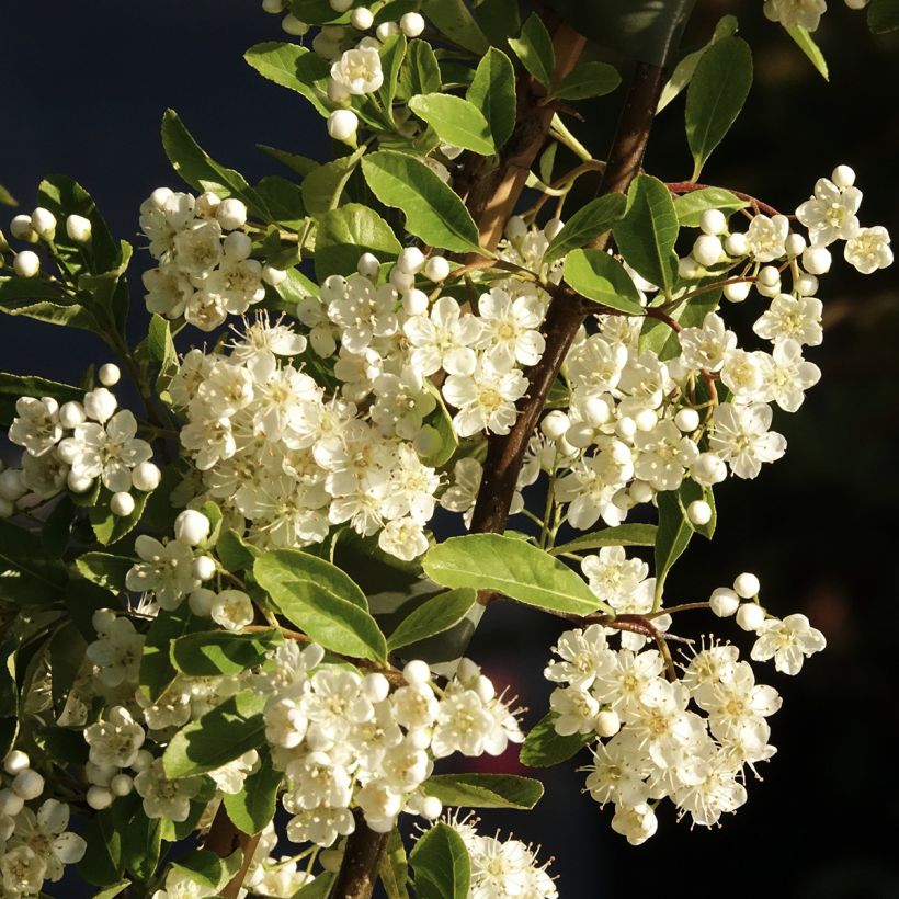 Pyracantha Golden Charmer - Vuurdoorn (Bloei)