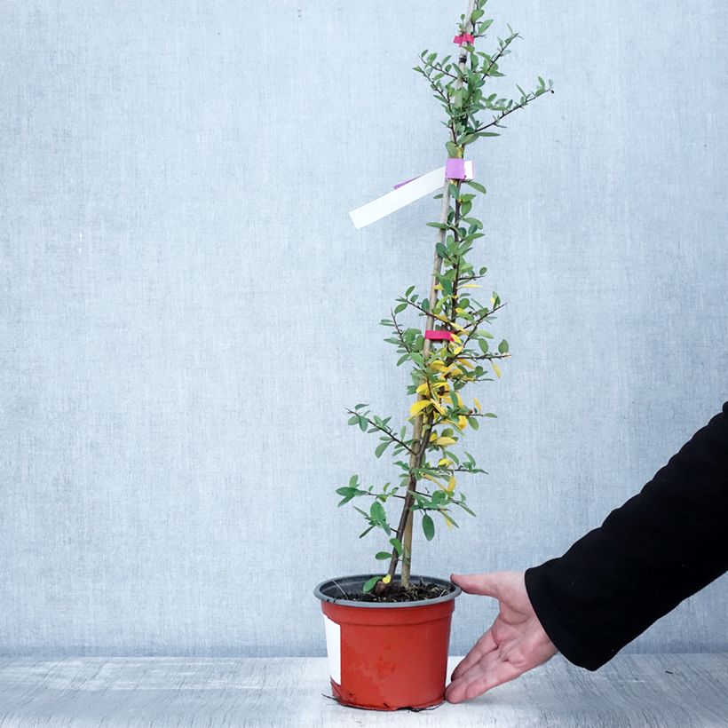 Exemplaar van Pyracantha Mohave - Vuurdoorn Pot van 2 l/3 l zoals geleverd in de herfst