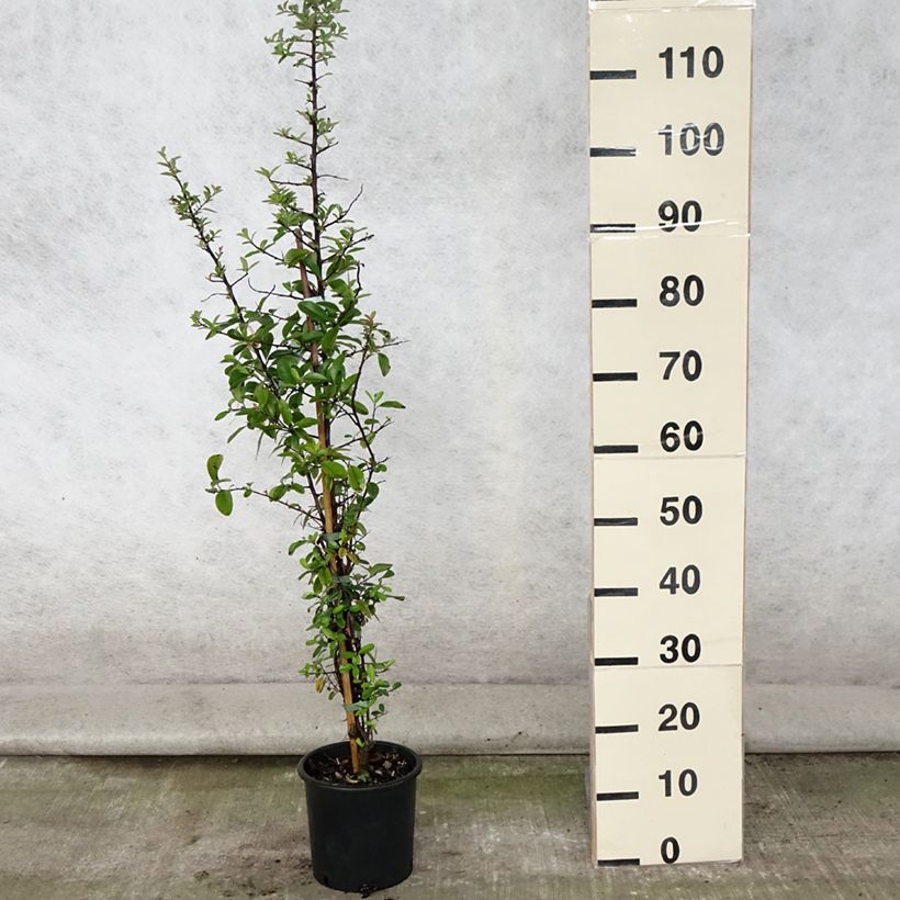 Exemplaar van Pyracantha Mohave - Vuurdoorn Pot van 2 l/3 l zoals geleverd in de zomer