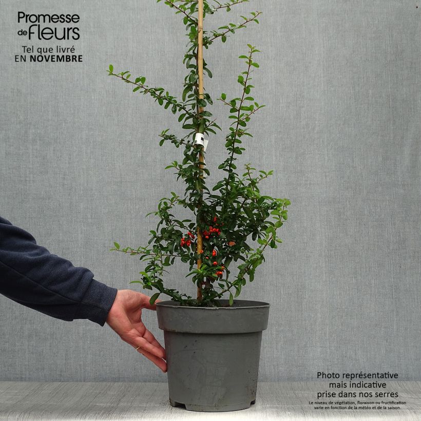 Exemplaar van Pyracantha coccinea Saphyr Orange - Vuurdoorn Pot van 6 l/7 l zoals geleverd in de herfst