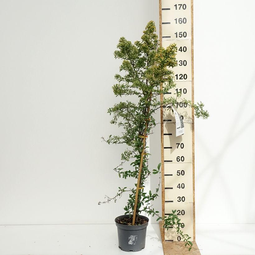 Exemplaar van Pyracantha coccinea Saphyr Orange - Vuurdoorn Pot van 6 l/7 l zoals geleverd in de zomer