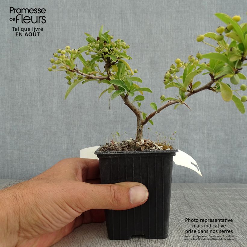 Exemplaar van Pyracantha coccinea Saphyr Orange - Vuurdoorn Kweekpotje van 8/9 cm zoals geleverd in de zomer