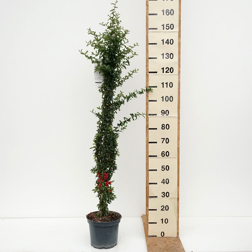 Exemplaar van Pyracantha coccinea Saphyr Rood - Vuurdoorn Pot van 7,5 l/10 l zoals geleverd in de herfst