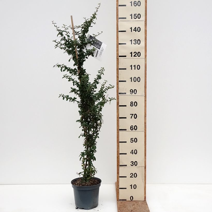 Exemplaar van Pyracantha coccinea Saphyr Rood - Vuurdoorn Pot van 7,5 l/10 l zoals geleverd in de winter