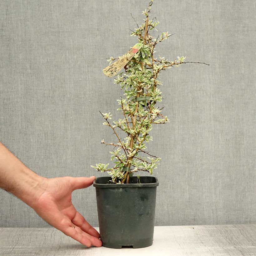 Exemplaar van Pyracantha Sparkler - Vuurdoorn Pot van 2 l/3 l zoals geleverd in de zomer