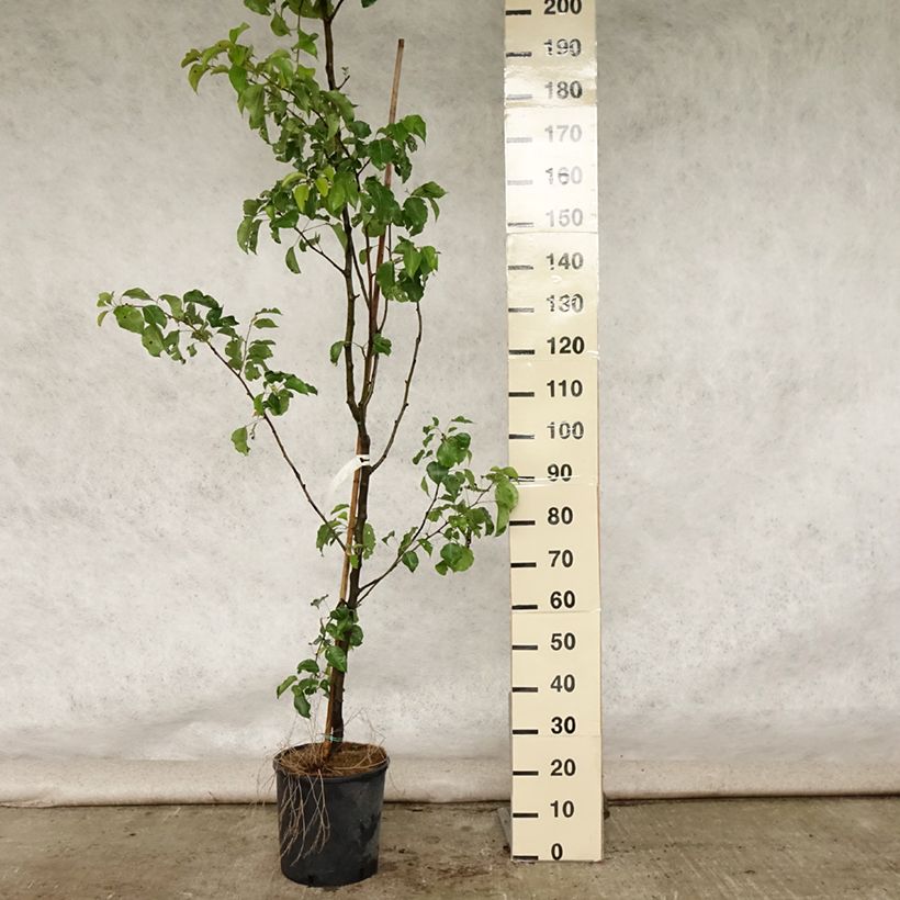 Exemplaar van Pyrus calleryana Chanticleer - Sierpeer Pot van 12 l/15 l zoals geleverd in de zomer