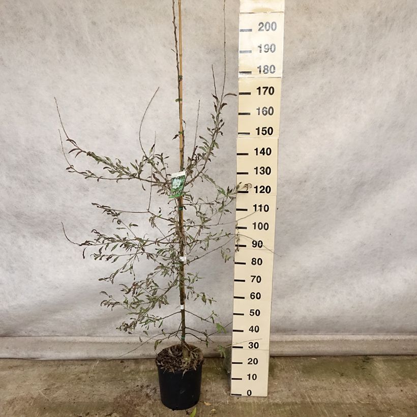 Exemplaar van Pyrus salicifolia Pendula - Wilgbladige peer Pot van 12 l/15 l zoals geleverd in de herfst