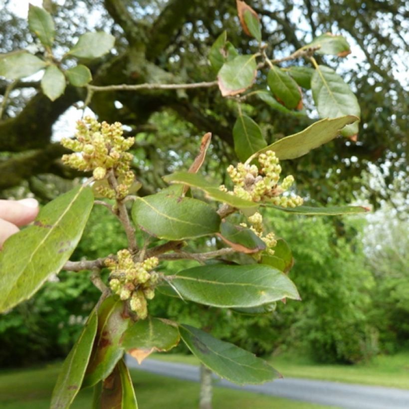 Quercus ilex - Steeneik (Foliage)