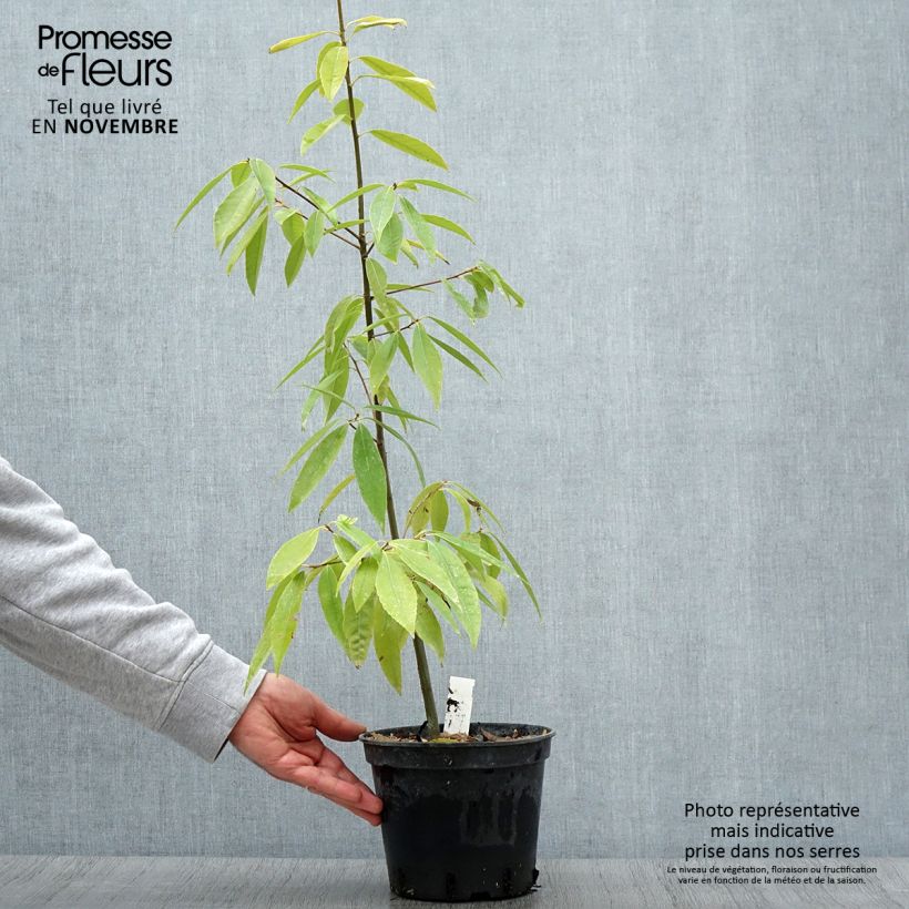 Exemplaar van Quercus myrsinifolia - Bamboebladige eik Pot van 3 l/4 l zoals geleverd in de herfst