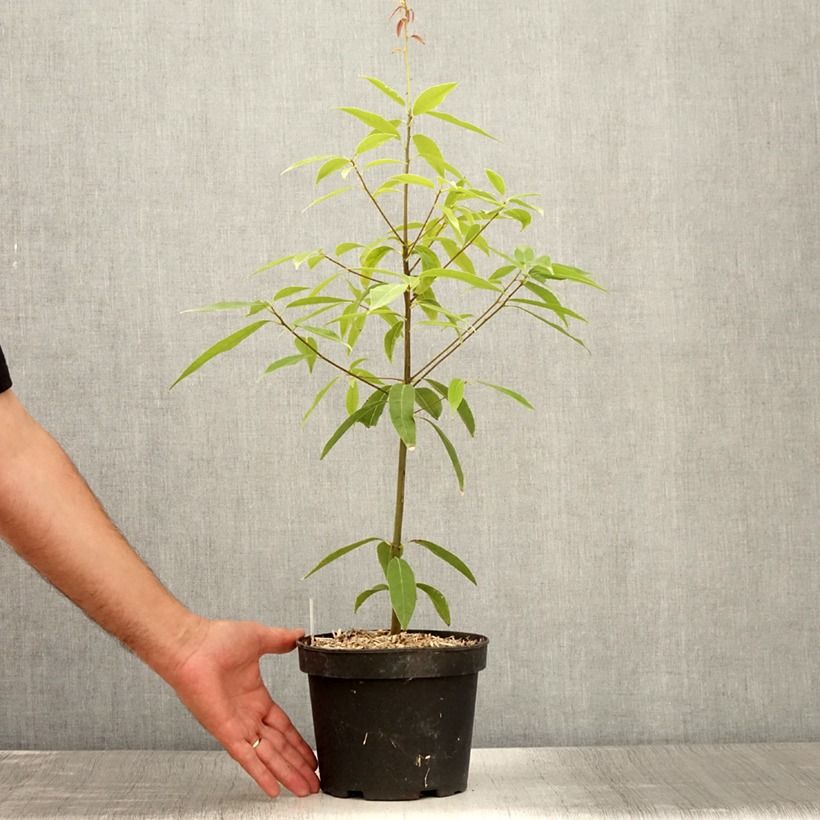 Exemplaar van Quercus myrsinifolia - Bamboebladige eik Pot van 3 l/4 l zoals geleverd in de zomer