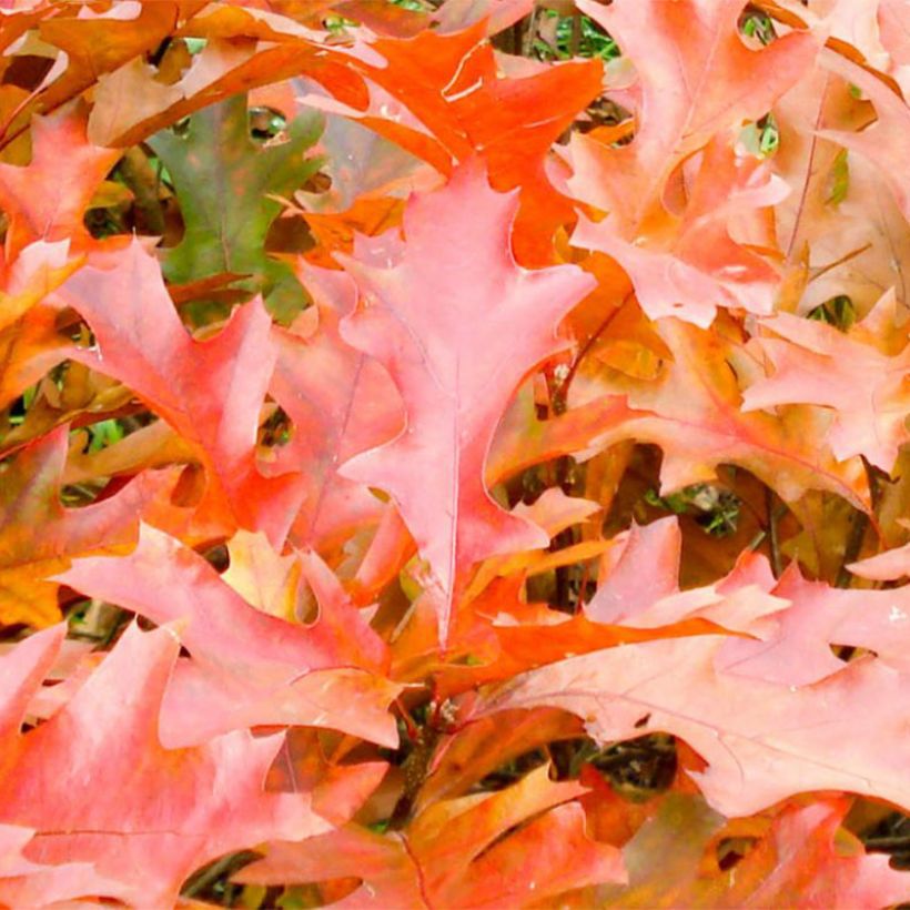 Quercus palustris Green Dwarf - Moeraseik (Blad)