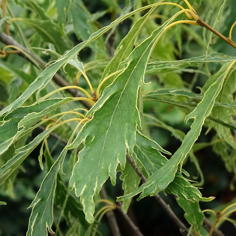 Quercus petraea Insecata - Wintereik (Blad)