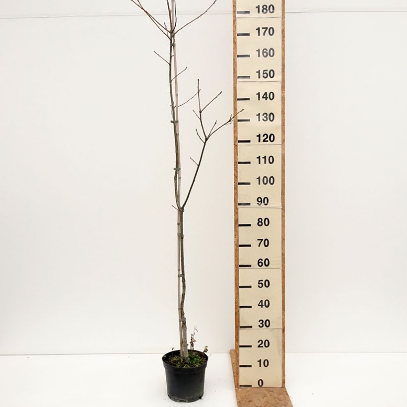 Exemplaar van Quercus petraea Insecata - Wintereik Pot van 4 l/5 l zoals geleverd in de herfst