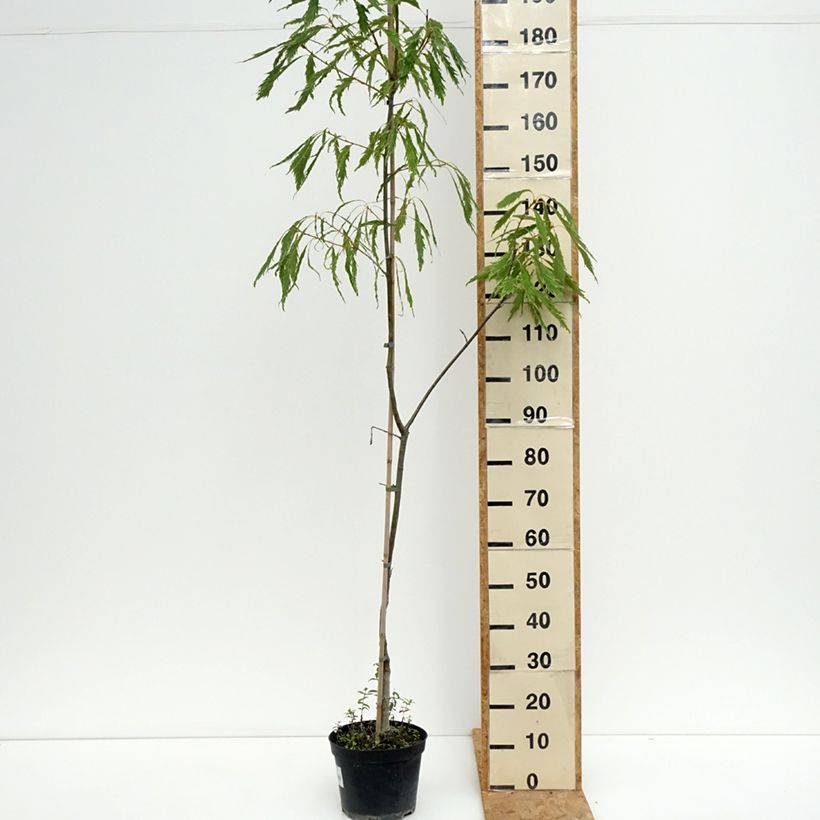 Exemplaar van Quercus petraea Insecata - Wintereik Pot van 4 l/5 l zoals geleverd in de zomer