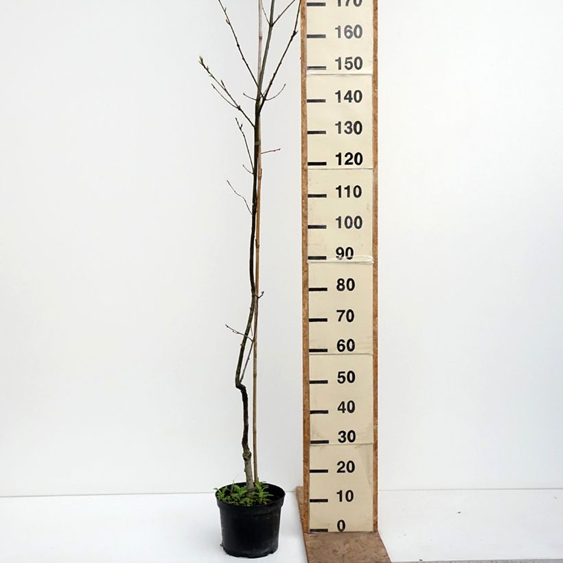 Exemplaar van Quercus petraea Insecata - Wintereik Pot van 4 l/5 l zoals geleverd in de lente