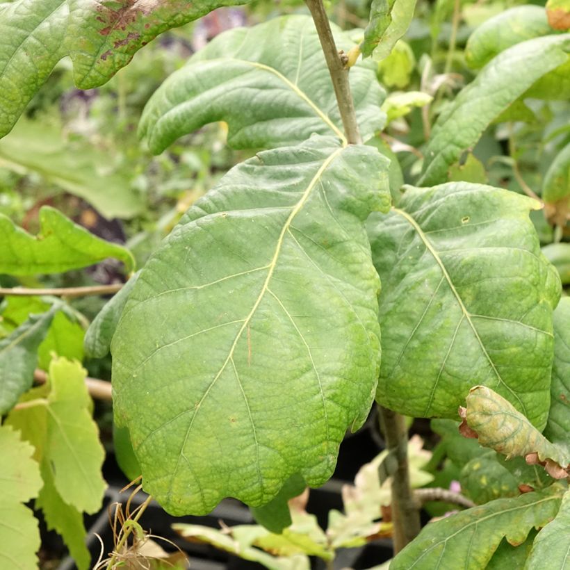 Quercus robur Cucullata - Zomereik (Blad)