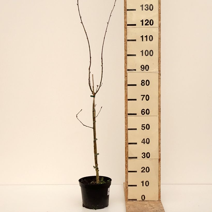 Exemplaar van Quercus robur Cucullata - Zomereik Pot van 4 l/5 l zoals geleverd in de winter