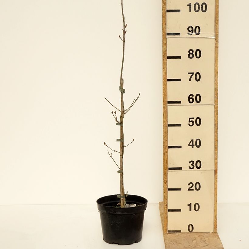 Exemplaar van Quercus robur Cucullata - Zomereik Pot van 4 l/5 l zoals geleverd in de lente