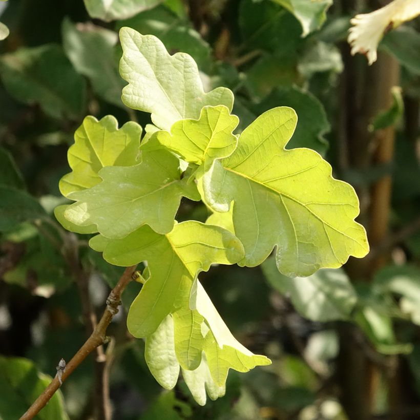 Quercus robur Facrist - Zomereik (Blad)