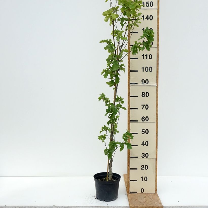 Exemplaar van Quercus robur Facrist - Zomereik Pot van 4 l/5 l zoals geleverd in de zomer