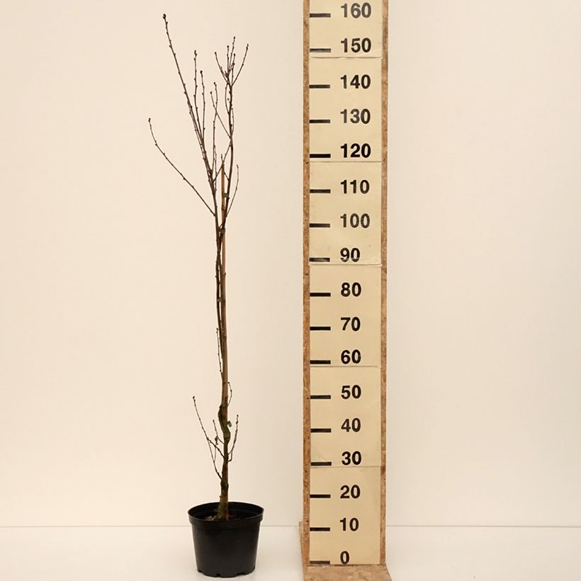 Exemplaar van Quercus robur Facrist - Zomereik Pot van 4 l/5 l zoals geleverd in de winter