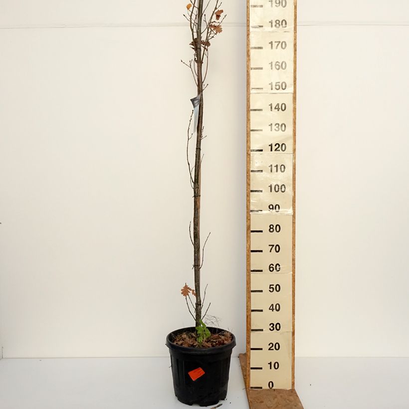 Exemplaar van Quercus robur Fastigiata Koster - Zomereik Pot van 20 l/25 l zoals geleverd in de herfst