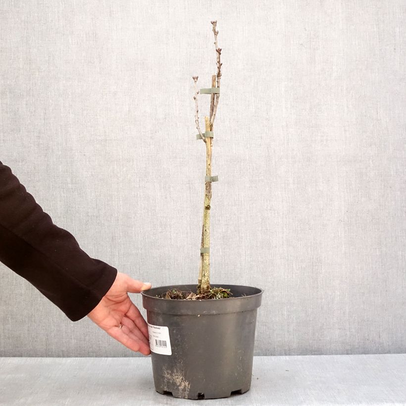 Exemplaar van Quercus robur Pectinata - Zomereik Pot van 4 l/5 l zoals geleverd in de winter