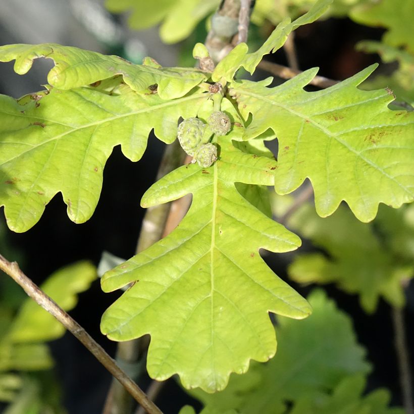 Quercus robur Ritas Gold - Zomereik (Blad)