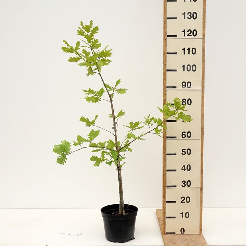 Example of Quercus robur Ritas Gold - Zomereik Pot van 4 l/5 l as you get in printemps
