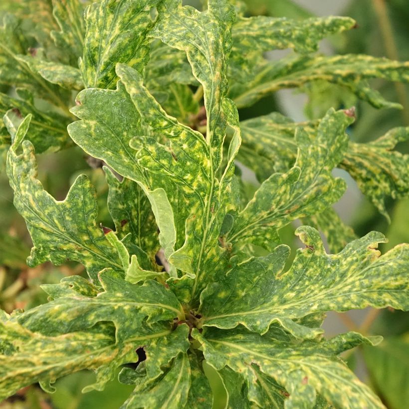 Quercus robur Salfast - Zomereik (Blad)
