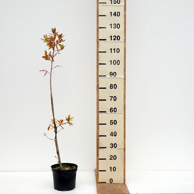 Exemplaar van Quercus robur Salicifolia - Zomereik Pot van 4 l/5 l zoals geleverd in de herfst