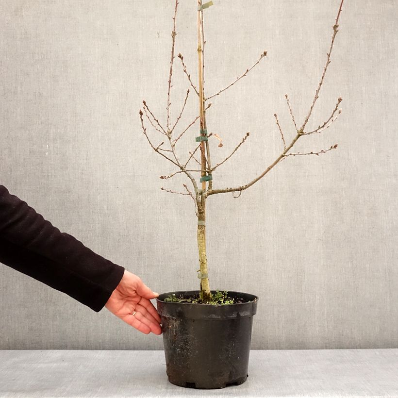 Exemplaar van Quercus robur Salicifolia - Zomereik Pot van 4 l/5 l zoals geleverd in de winter